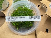 ADA 小圓葉 Rotala rotundifolia IC024